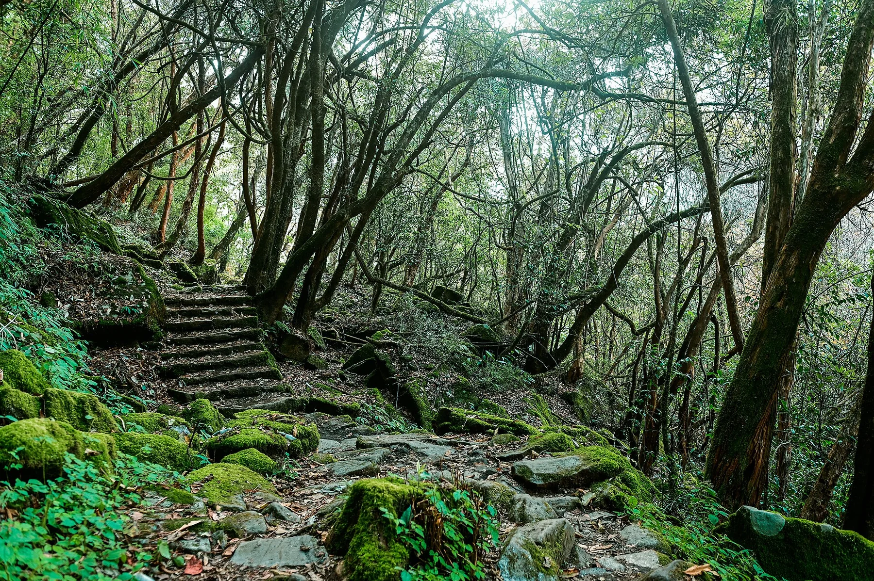 Stone steps pass through dense green forest on the Annapurna Base Camp approach