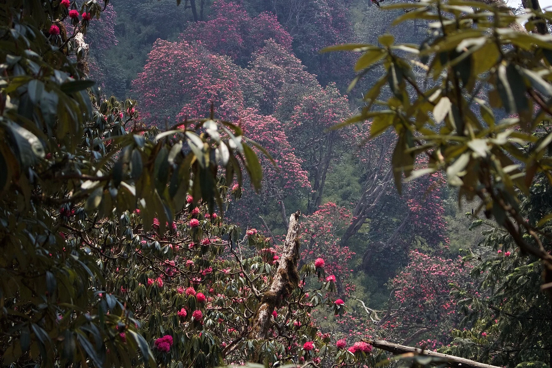 Flowering rhododendrons above a forest path at Ghorepani